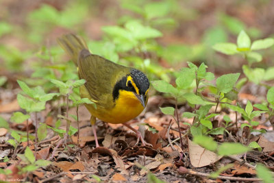 Kentucky Warbler 