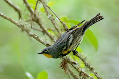 Audubon's Yellow-rumped Warbler