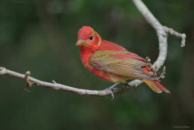 Summer Tanager