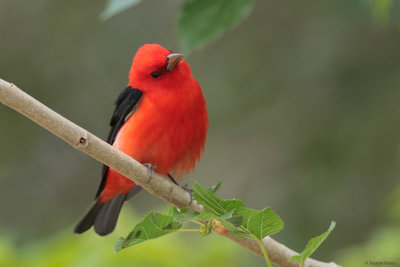 Scarlet Tanager