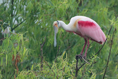 Roseate Spoonbill