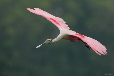 Roseate Spoonbill