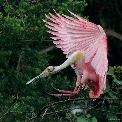 Roseate Spoonbill