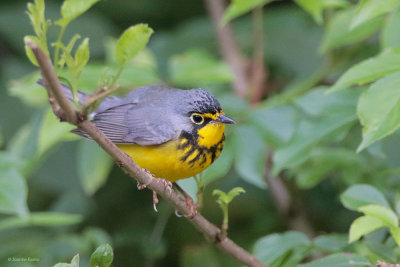 Canada Warbler