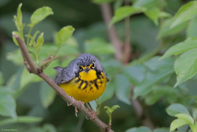 Canada Warbler