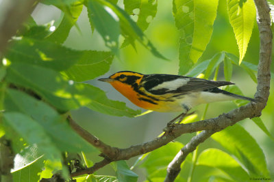 Blackburnian Warbler