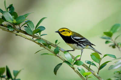 Black-throated Green Warbler