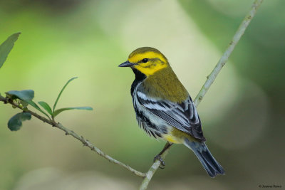 Black-throated Green Warbler