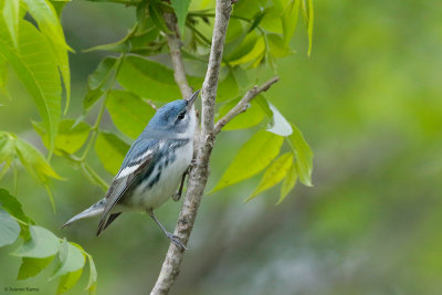 Cerulean Warbler