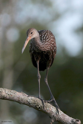 Limpkin