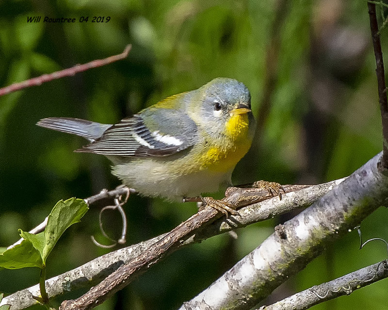 5F1A0190_Northern_Parula.jpg