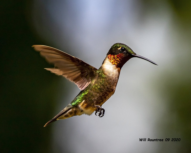 5F1A3508  Ruby-throated Hummingbird .jpg