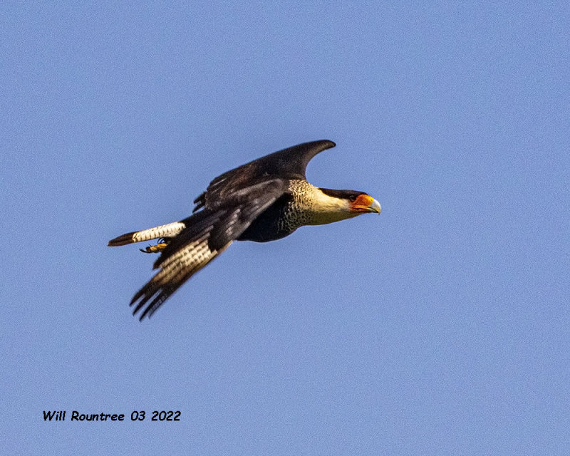 5F1A2748  Northern Caracara .jpg