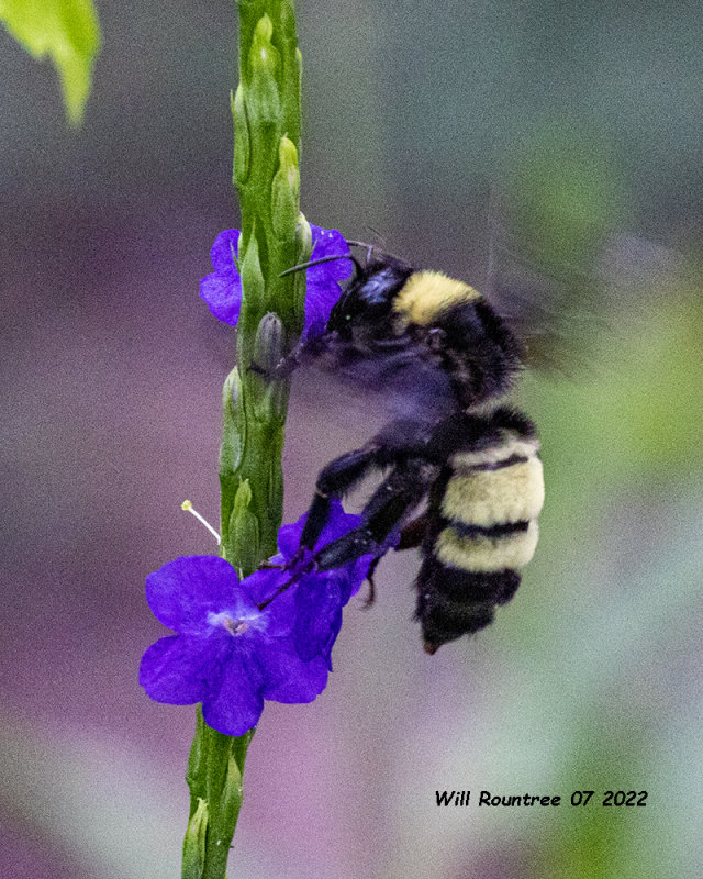 5F1A4218 American Bumble bee.jpg