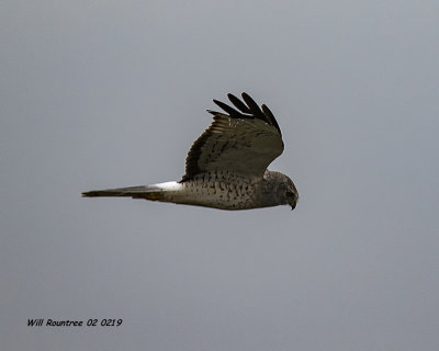 5F1A8216_Northern_Harrier_.jpg