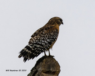 5F1A8273_Redshouldered_Hawk_jpg.jpg