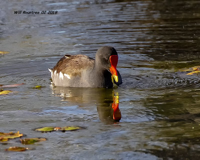 5F1A8323_Common_Gallinule_.jpg