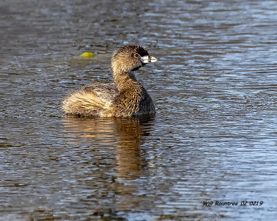 5F1A8331_Piedbill_Grebe_.jpg