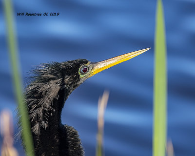 5F1A8343_Anhinga_.jpg