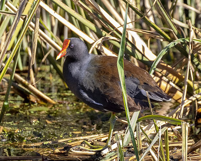 5F1A8368_Common_Gallinule_.jpg