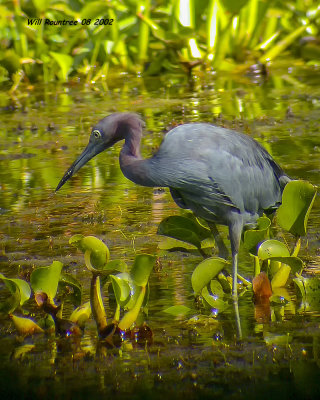 DSCN1053_Little_Blue_Heron_.jpg
