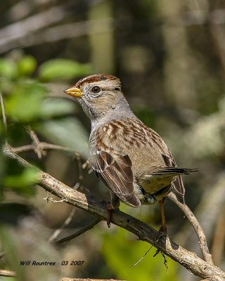 IMG_2113_Whitecrowned_Sparrow_1st_winter_.jpg