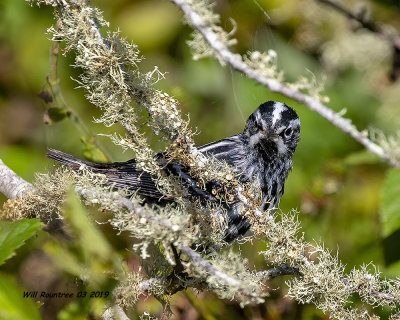 5F1A9172_Black_and_White_Warbler_.jpg