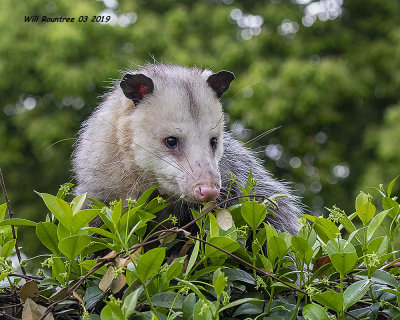 5F1A9253_Opossum_.jpg