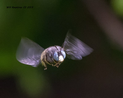 5F1A9319_Xylocopa_tabaniformis_parkinsoniae_.jpg