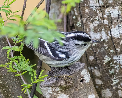 5F1A9538_Black_and_White_Warbler_.jpg