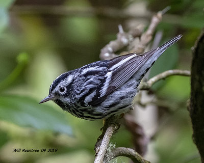 5F1A9724_Black_and_White_Warbler_.jpg