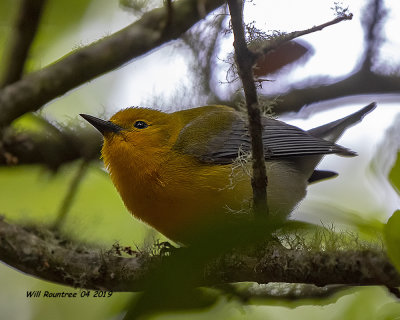 5F1A9807_Prothonotary_Warbler_.jpg
