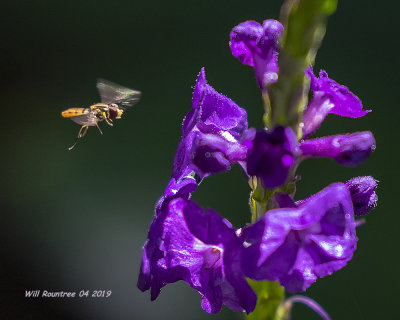5F1A0579_Hoverfly_and_Porterweed_.jpg