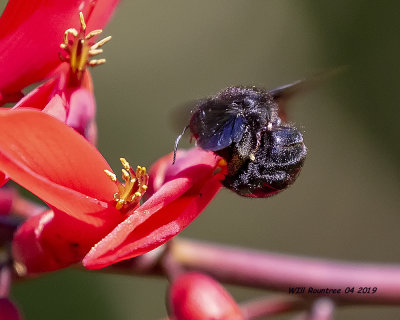 5F1A0604_Southern_Carpenter_Bee_on_Coral_bean_flower_.jpg