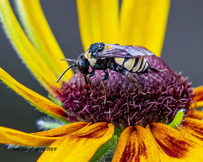 5F1A2348 Concave Cuckoo Nomad Bee Triepeolus concavus .jpg