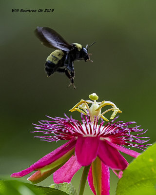 5F1A2592_American_Bumblebee_.jpg