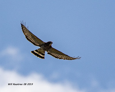 5F1A3982_Broad winged Hawk.jpg