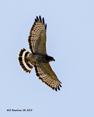 5F1A3994 Broad winged Hawk.jpg