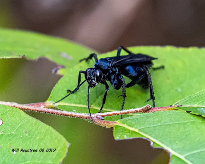 5F1A3834_Spider_Wasps_Pompilidae_.jpg