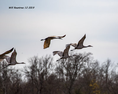 5F1A5656_Sandhill_Cranes_.jpg