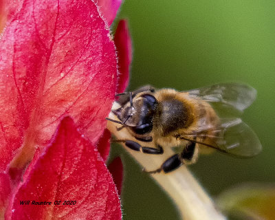 5F1A6281 Honey bee .jpg