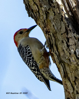 5F1A6409 Red-bellied Woodpecker .jpg