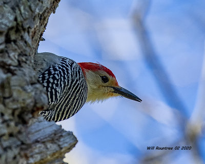 5F1A6419 Red-bellied Woodpecker .jpg