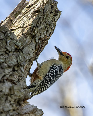 5F1A6468 Red-bellied Woodpecker .jpg