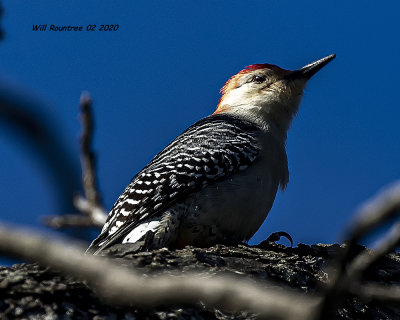 5F1A6585 Red-bellied Woodpecker .jpg