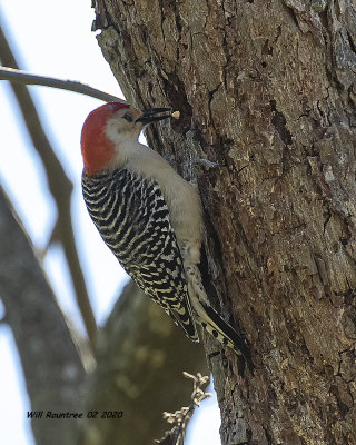 5F1A6622 Red-bellied Woodpecker .jpg