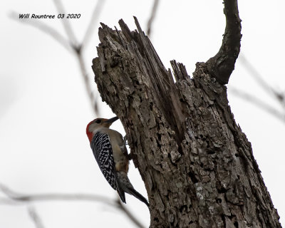 5F1A6836 Red-bellied Woodpecker .jpg