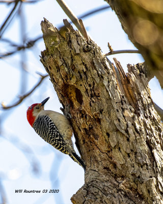 5F1A6853 Red-bellied Woodpecker .jpg