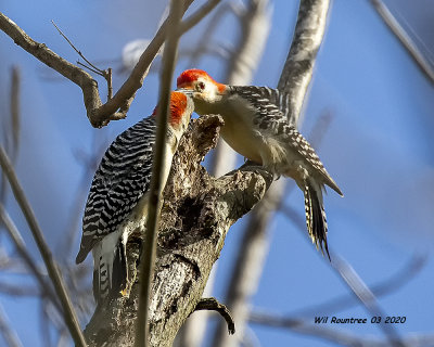 5F1A6922 Red-bellied Woodpecker .jpg