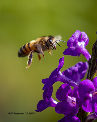 5F1A6965 Honey Bee .jpg